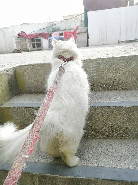 white Persian cat with Golden eyes doll face 9