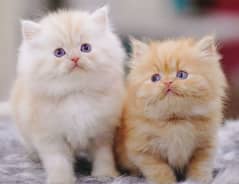 Persian, Ragdoll, Siamese Kittens. 0