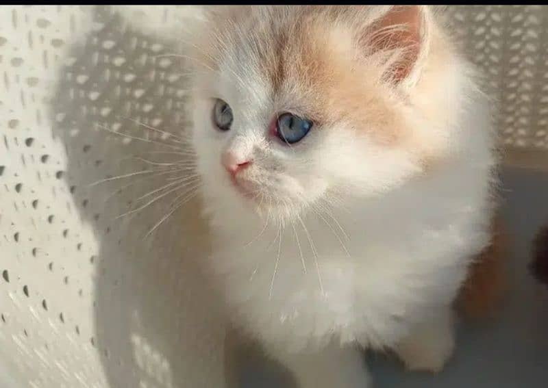 Persian, Ragdoll, Siamese Kittens. 4