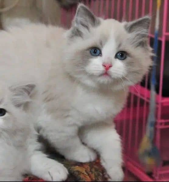 Persian, Ragdoll, Siamese Kittens. 8