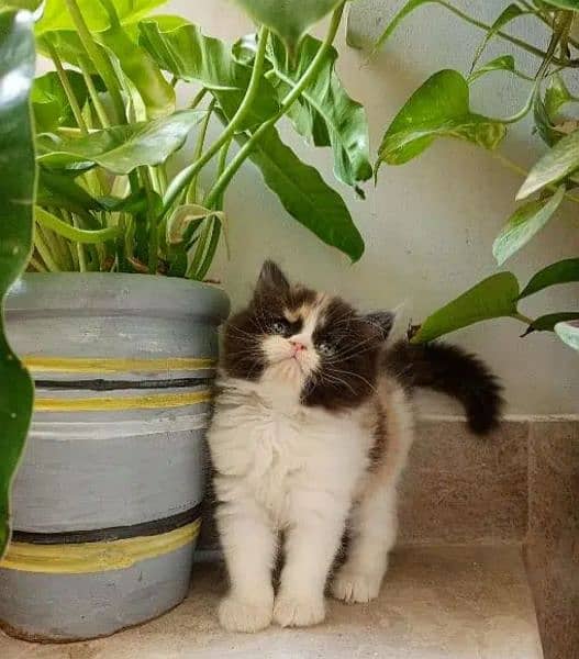 Persian, Ragdoll, Siamese Kittens. 11