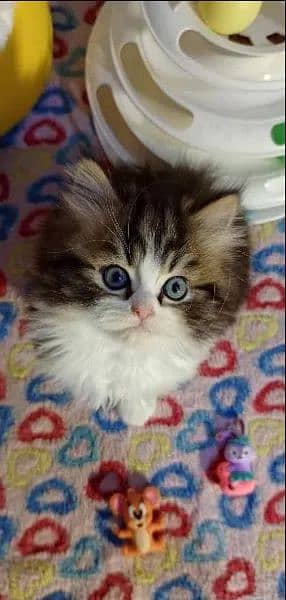 Persian, Ragdoll, Siamese Kittens. 12