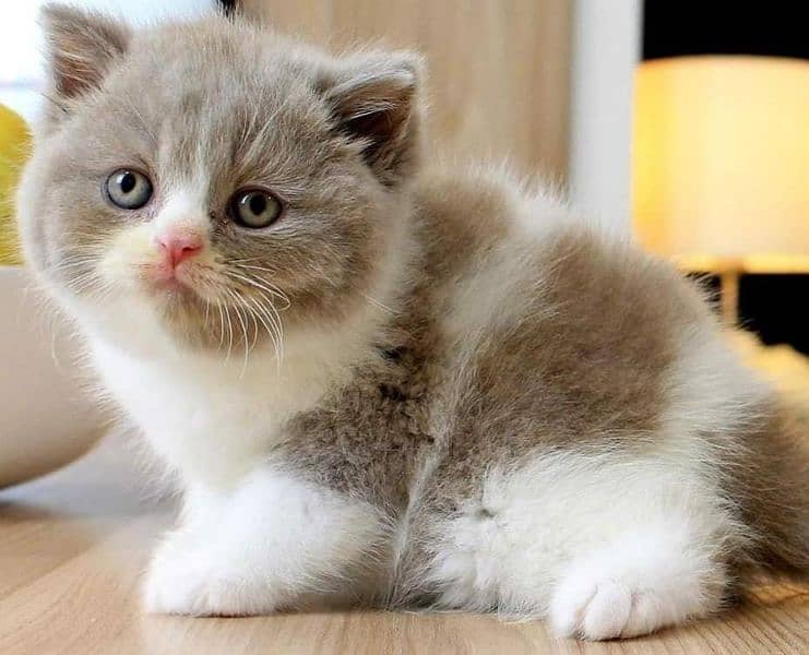 Persian, Ragdoll, Siamese Kittens. 13