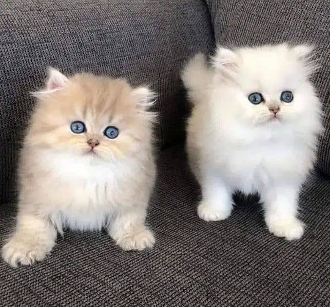 Persian, Ragdoll, Siamese Kittens. 16