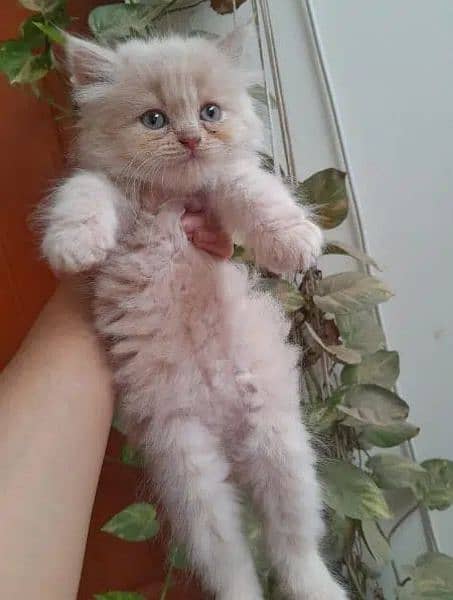 Persian, Ragdoll, Siamese Kittens. 17