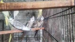 Charcoal cockatiel cocktail Breeder Pair for sale