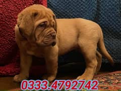 French mastiff