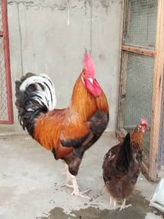 Golden misri rooster