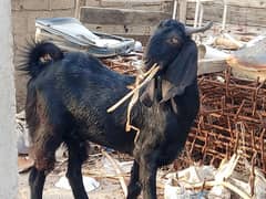 Black Goat/ Desi Bakery/ Goat for sell . 0