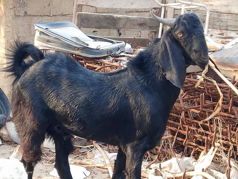 Black Goat/ Desi Bakery/ Goat for sell . 1