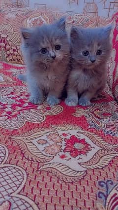 2 persian Kitten