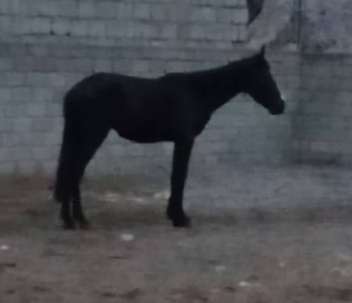 black horse for sale 0