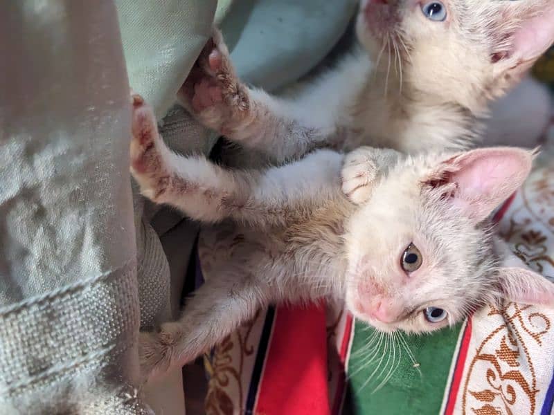 Persian kitten pair 4