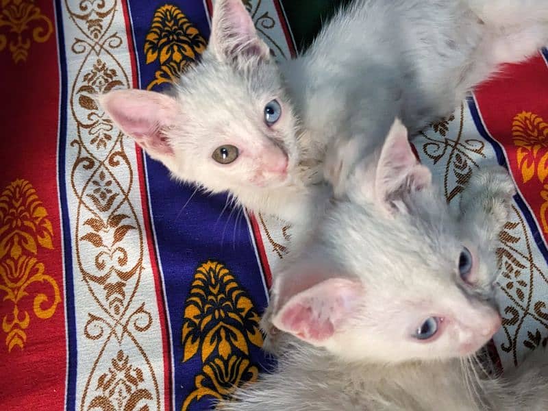 Persian kitten pair 7