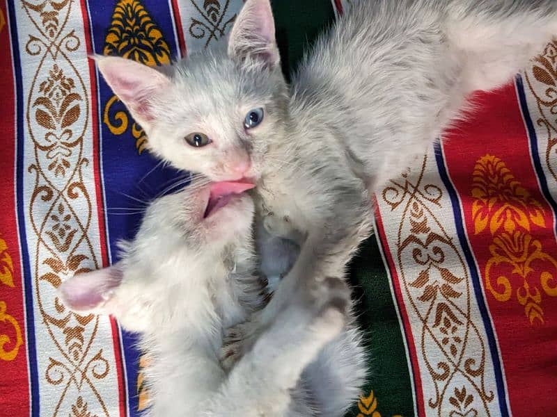 Persian kitten pair 8