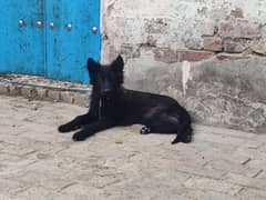 Double Coated Black GSD For Sale.