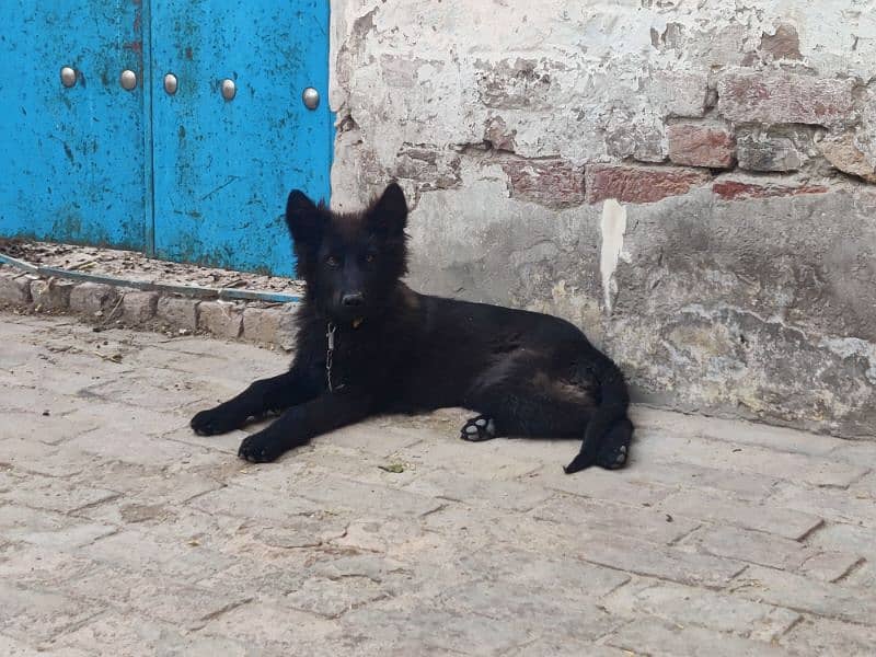 Double Coated Black GSD For Sale. 0