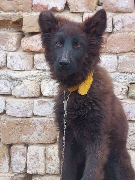 Double Coated Black GSD For Sale. 1