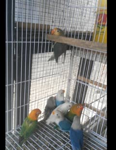 Some love birds for sale