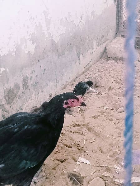 aseel mushka Madi with 2 chick 1 Heera murga 2