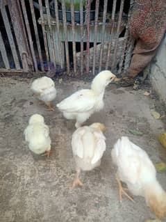 Heera white aseel chicks .