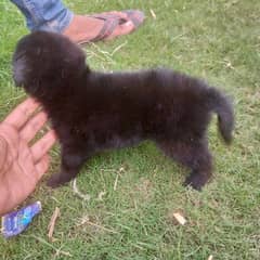Blackshepherd long coat pups for sale