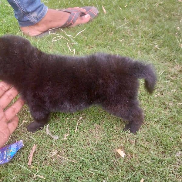 Blackshepherd long coat pups for sale 1