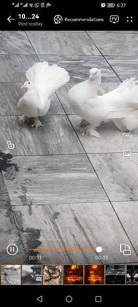 pigeons pair with chick 0
