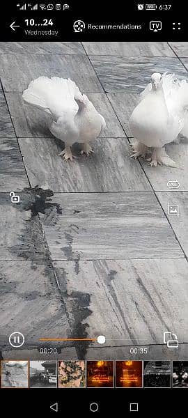 pigeons pair with chick 1