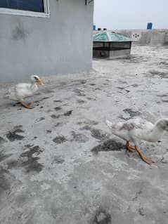two white ducks pair