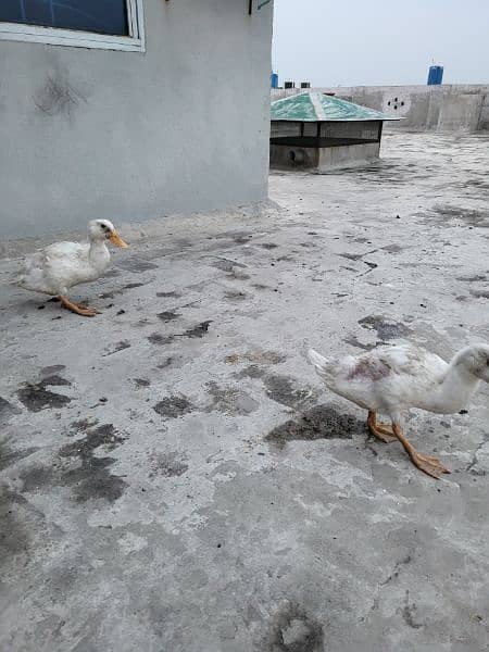 two white ducks pair 0