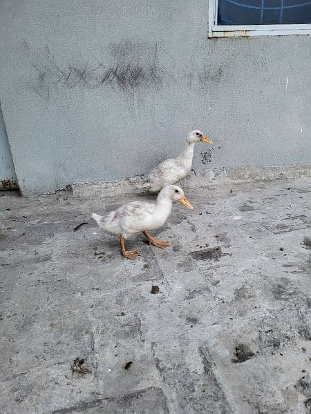 two white ducks pair 1
