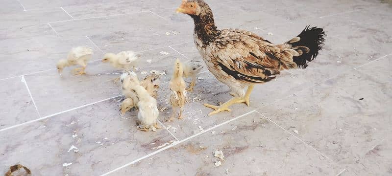 hen with 6 chicks need new shelter 2