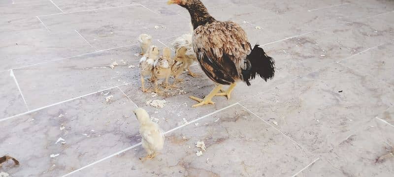 hen with 7 chicks need new shelter 3