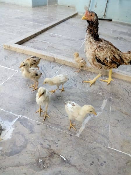 hen with 6 chicks need new shelter 4