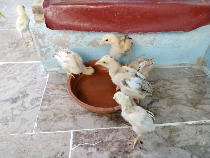 hen with 7 chicks need new shelter 5