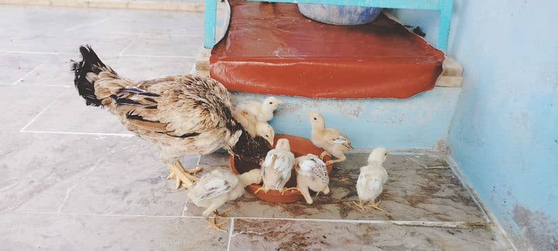 hen with 6 chicks need new shelter 7