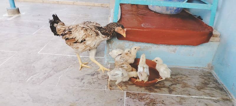 hen with 6 chicks need new shelter 8