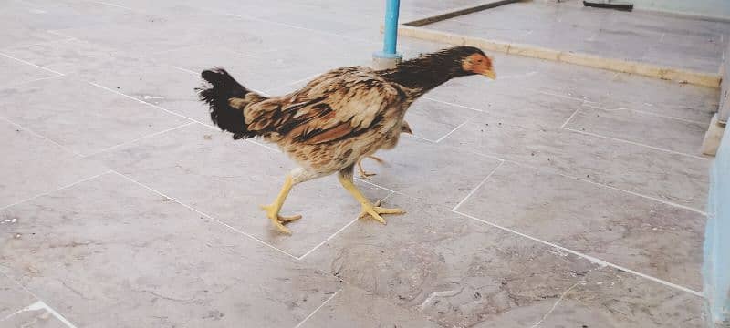 hen with 7 chicks need new shelter 10