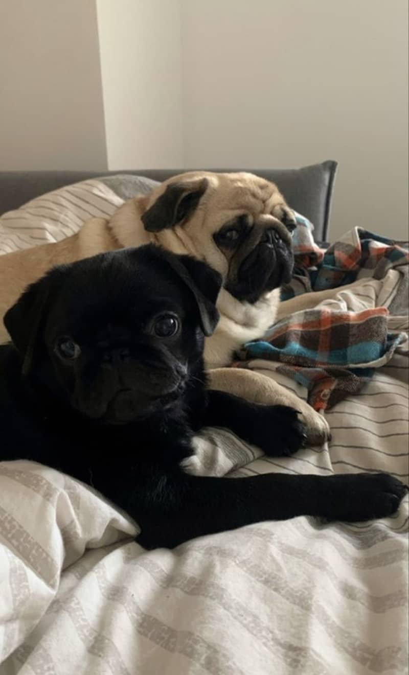Breeder pug females for sale in lahore 0