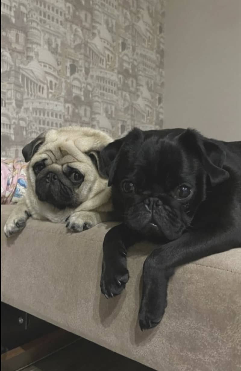 Breeder pug females for sale in lahore 1