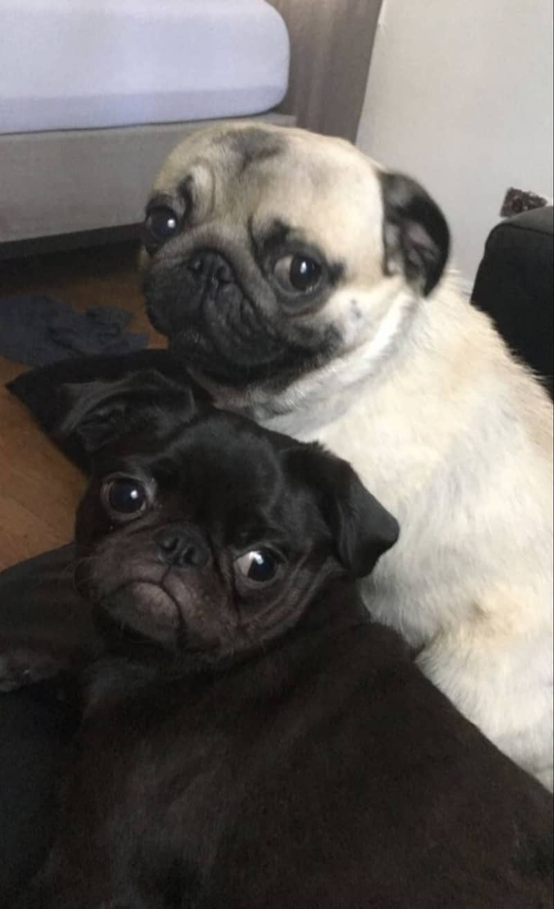 Breeder pug females for sale in lahore 2