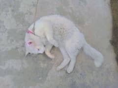 White Persian Cat For Sale