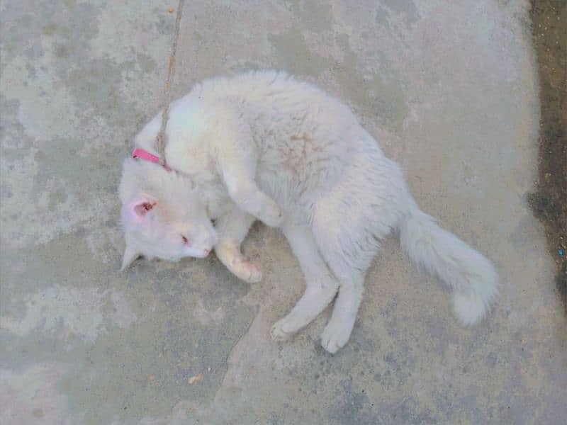 White Persian Cat For Sale 0
