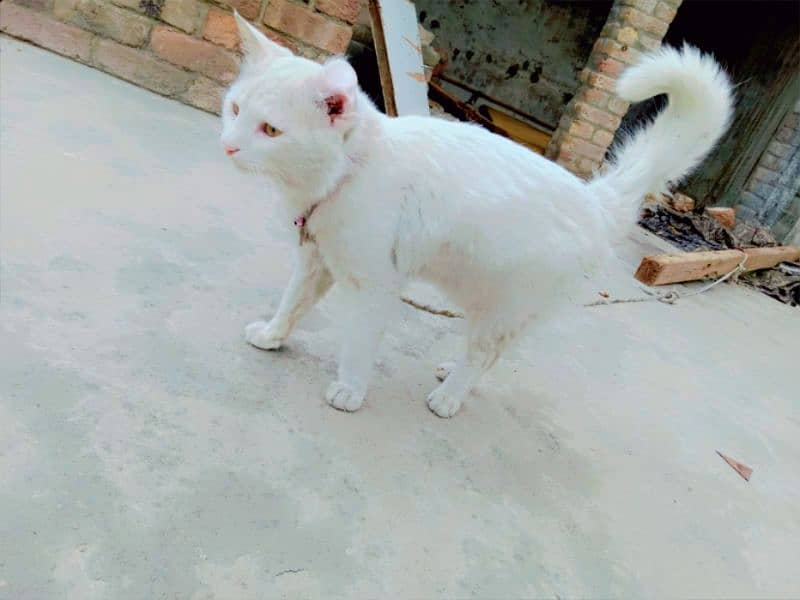 White Persian Cat For Sale 1