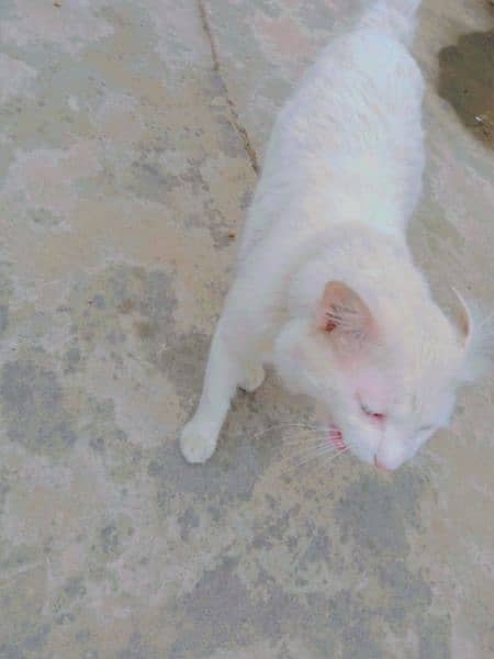 White Persian Cat For Sale 3