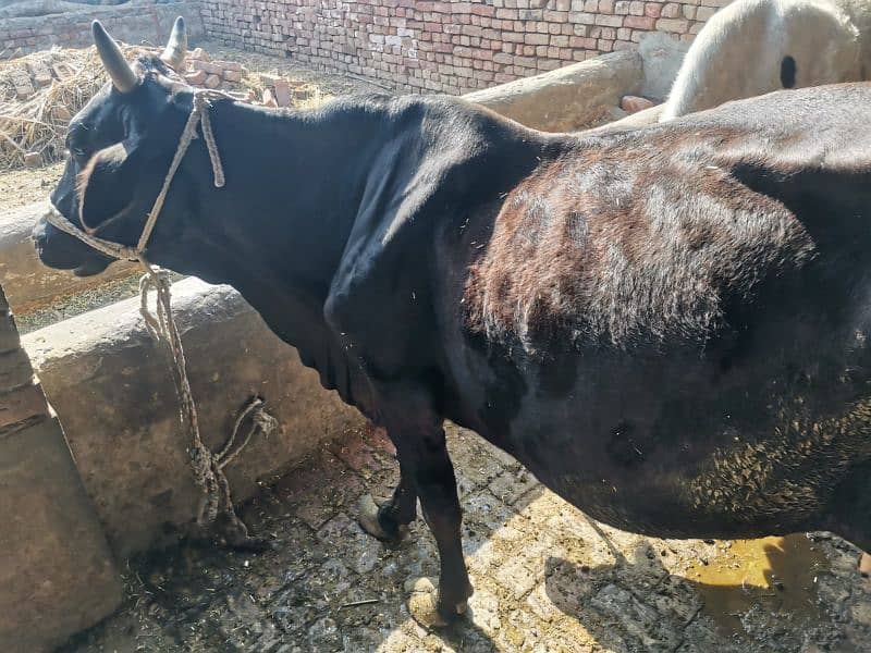 cow 5 kilo dhodh contact no. 03009650268 1