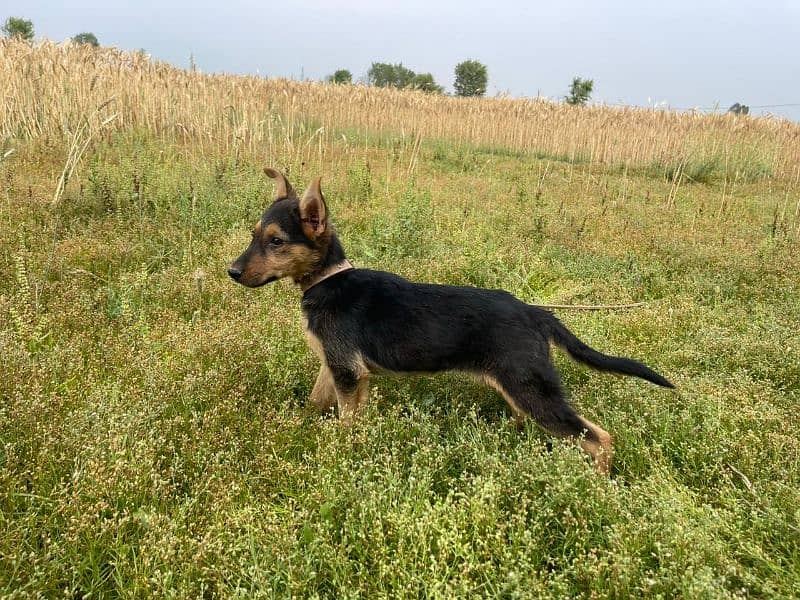 German shepherd Femle Puppy 5