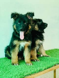 German shepherds puppy 0