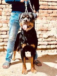 Rottweiler Available for Stud Services